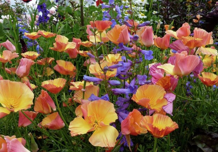 The California Nurseries Worth a Weekend Drive for Native Wildflower Seeds You Sow Before Winter Rains