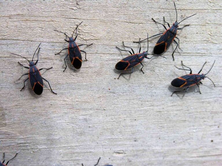 Boxelder Bugs May Gather on Your Sunny Walls This Fall, and Here’s How to Reduce Indoor Entry