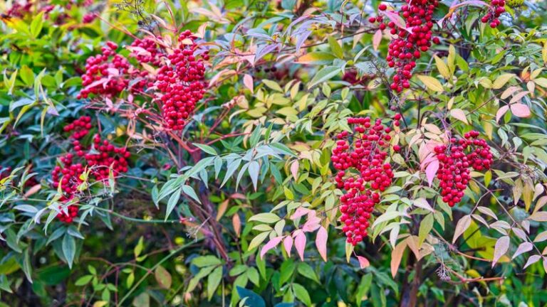 Replacing Nandina in Texas? Why Possumhaw Holly Is Worth a Look for Bird-Friendly Fall Color