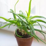 Your potted aloe turns mushy and brown at the base indoors this winter because the pot never drains