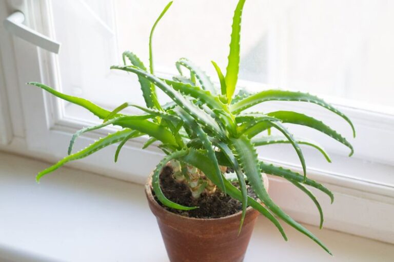 Your potted aloe turns mushy and brown at the base indoors this winter because the pot never drains