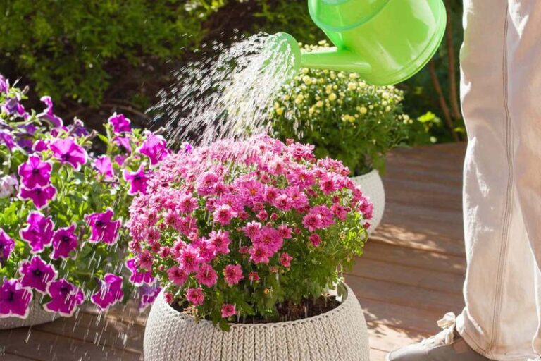 Your Potted Fall Mums Wilt Within Days Because One Watering Habit Dries Out the Root Ball