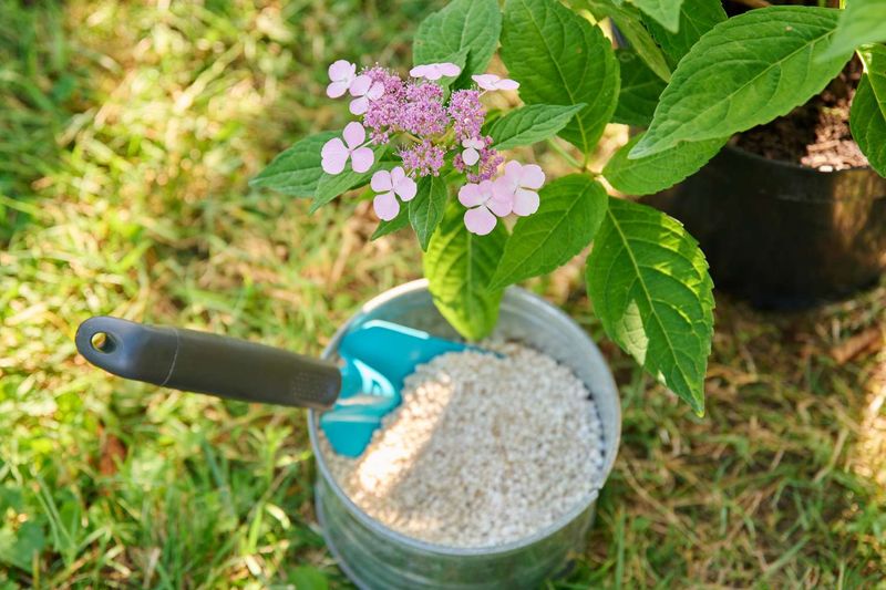 Before You Feed Your Hydrangeas This Fall, Check Whether They Need It