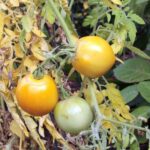 Why Late-Season Tomato Leaves Turn Yellow From the Bottom Up, and What to Check