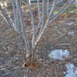 Rabbits Keep Chewing Your Young Shrubs to the Ground This Winter, and Here’s What Actually Stops Them