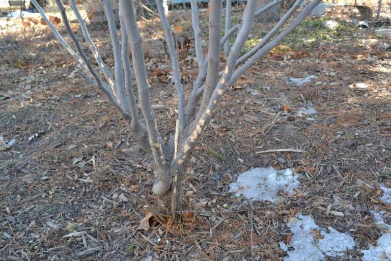 Rabbits Keep Chewing Your Young Shrubs to the Ground This Winter, and Here’s What Actually Stops Them