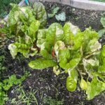 Spotty, Ragged Swiss Chard in Fall? How to Tell Leaf Spot from Pest Damage and Harvest Wisely
