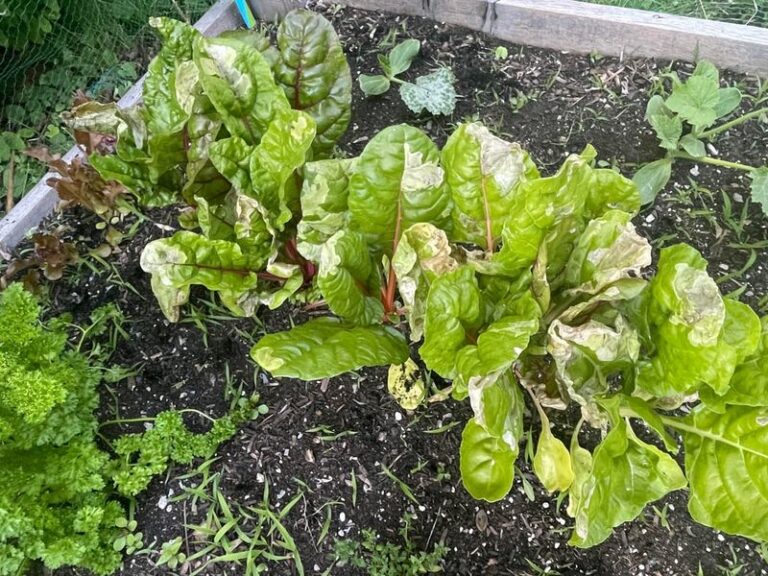 Spotty, Ragged Swiss Chard in Fall? How to Tell Leaf Spot from Pest Damage and Harvest Wisely