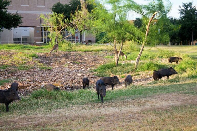 What Feral Hogs Tearing Up Your Central Texas Yard Overnight Are Really Hunting For