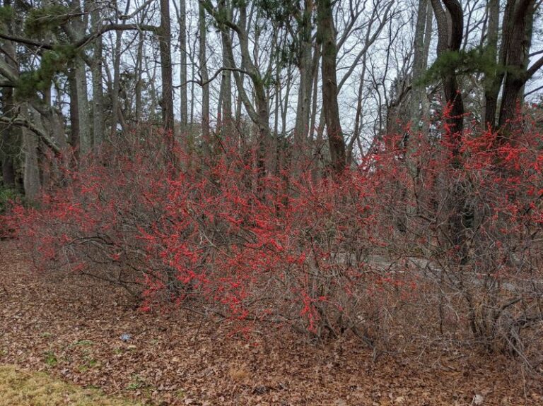 Winterberry Holly Adds Native Bird Food and Winter Color to North Carolina Yards
