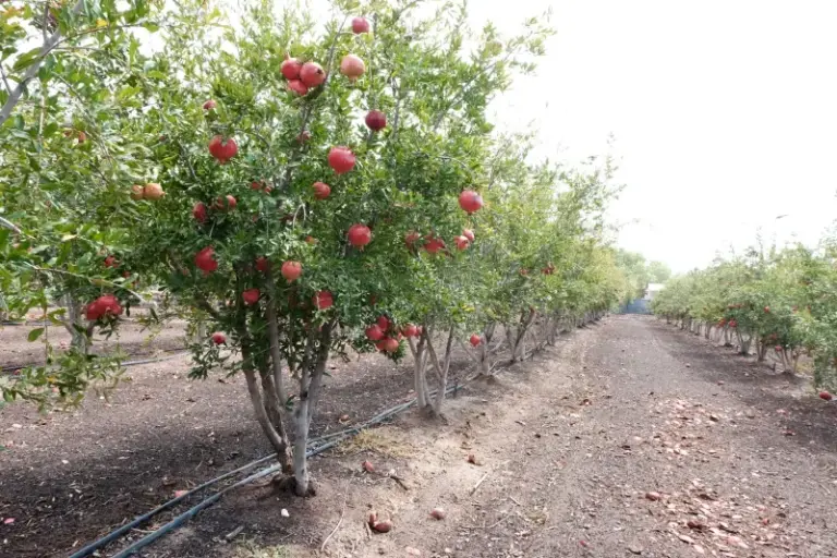 The Texas Fruit Tree You Plant This Fall That Shrugs Off Next Summer’s Triple-Digit Heat