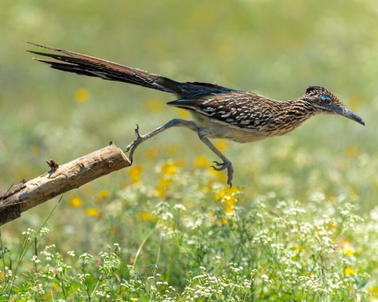 Could Your Texas Yard Be Less Welcoming to Roadrunners?