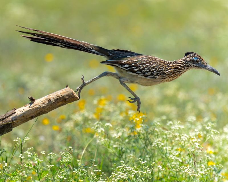 Could Your Texas Yard Be Less Welcoming to Roadrunners?