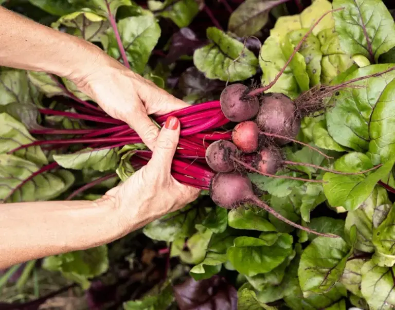 Beets With Big Leaves and Tiny Roots: Excess Nitrogen Is One Possible Cause, and Here Is a Plan for Next Year’s Bed
