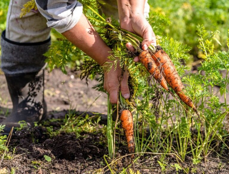 Your Fall Carrots May Taste Sweeter When You Wait for These Harvest Signs