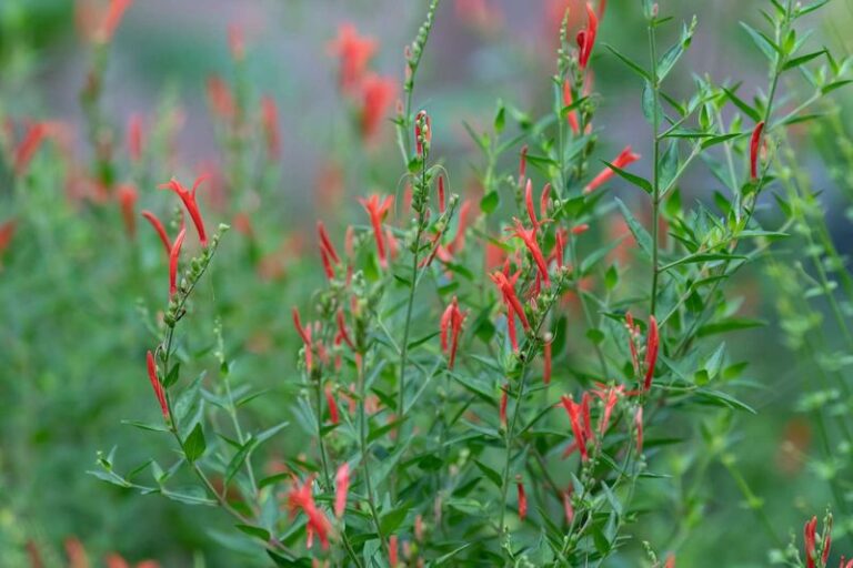 Your Hummingbirds Vanish Every Fall Because Your Garden Runs Out of Late Blooms, and These Plants Fix It
