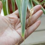 Brown, Crispy Spider Plant Tips: Possible Causes and What to Check