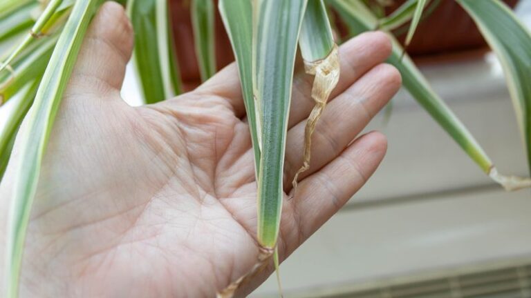Brown, Crispy Spider Plant Tips: Possible Causes and What to Check