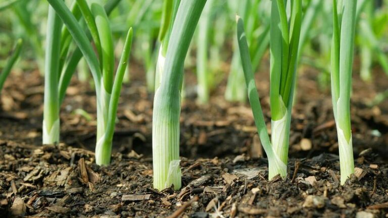 Apartment Balcony in Florida? These 9 Vegetables Keep Producing in Pots All Winter