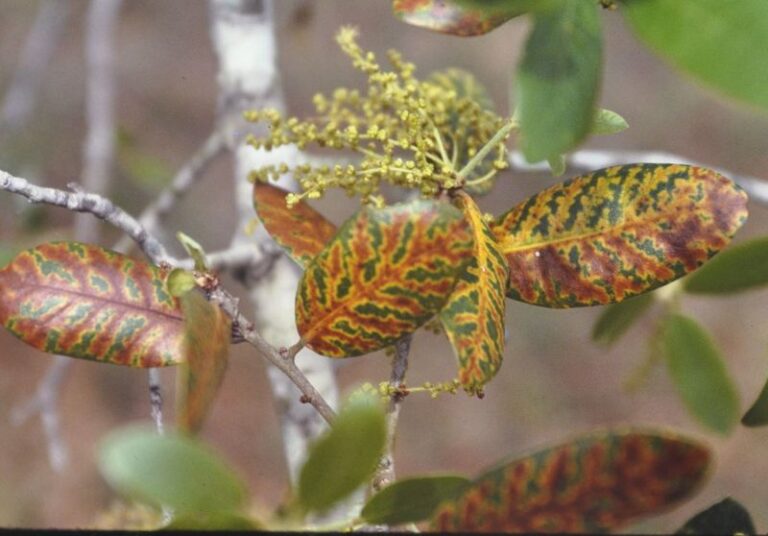 Why Your Central Texas Live Oak Leaves Have Yellow Veins This Fall, and What It Means for the Tree
