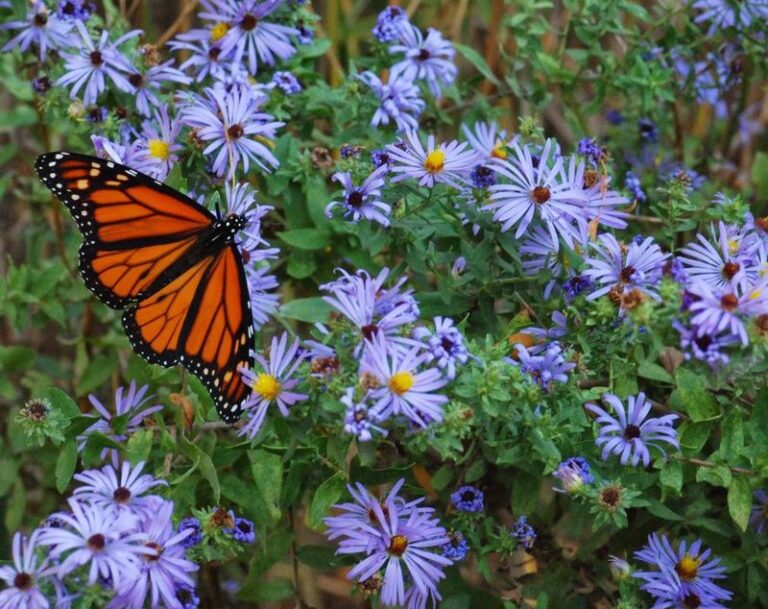 Migrating Monarchs Refuel in North Carolina Yards This Fall on One Native Bloom That Outlasts Everything Else