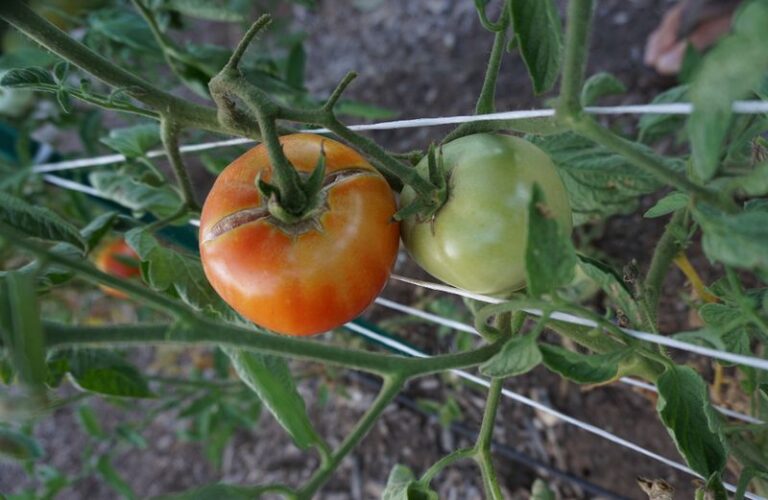 Your Fall Tomatoes Keep Cracking Open Right Before You Pick Them, and Watering Is Why