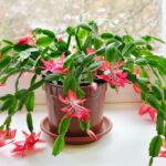 Could a Heater Vent Be Behind Your Christmas Cactus Dropping Its Buds?