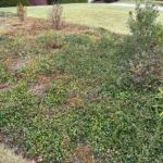 Asiatic Jasmine May Help Suppress Some Weeds in Your Beds Once It Fills In