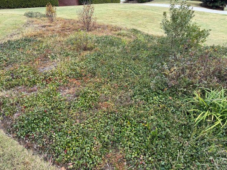 Asiatic Jasmine May Help Suppress Some Weeds in Your Beds Once It Fills In