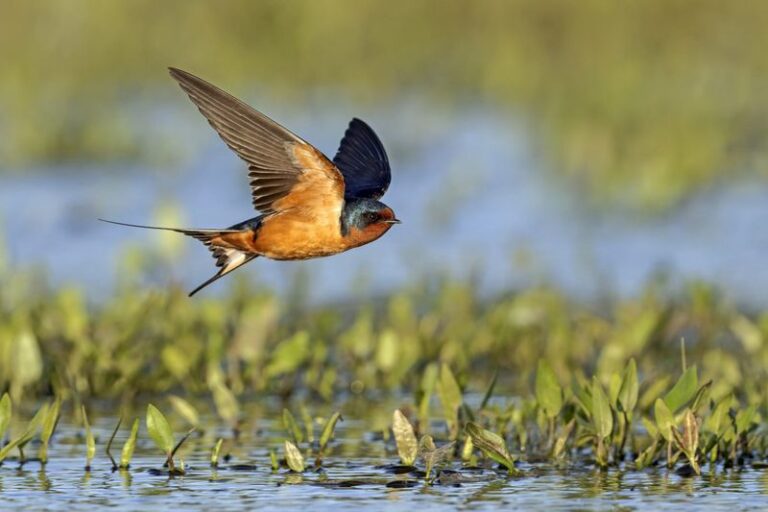 The One California Native Shrub That Pulls Barn Swallows Into Your Yard to Eat Mosquitoes at Dusk