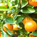 What Your California Avocado and Citrus Trees Need Before the First Frost Night to Keep Their Leaves and Fruit