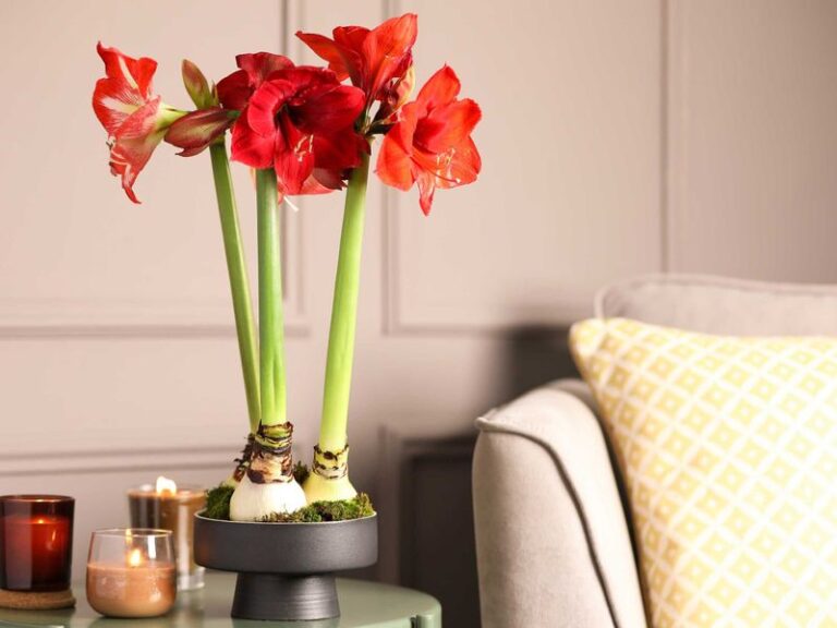 Your amaryllis bulb sat dormant all summer, and late October may give it a chance at Christmas blooms
