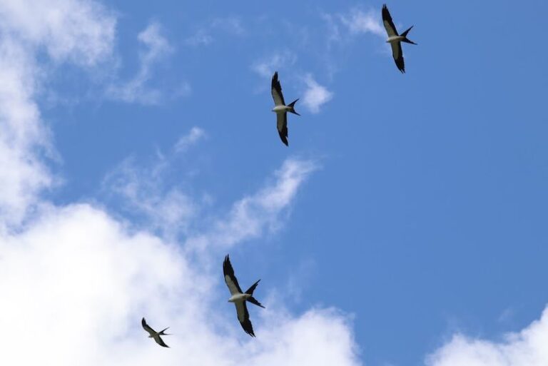 Florida Kites in Fall: What You Can Still Spot in October and How to Help Migrating Birds