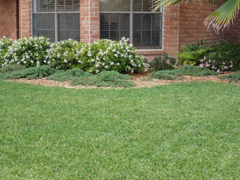 The Dry Summer May Have Stressed Some St. Augustine Lawns, and October Is a Time to Assess and Care for Turf