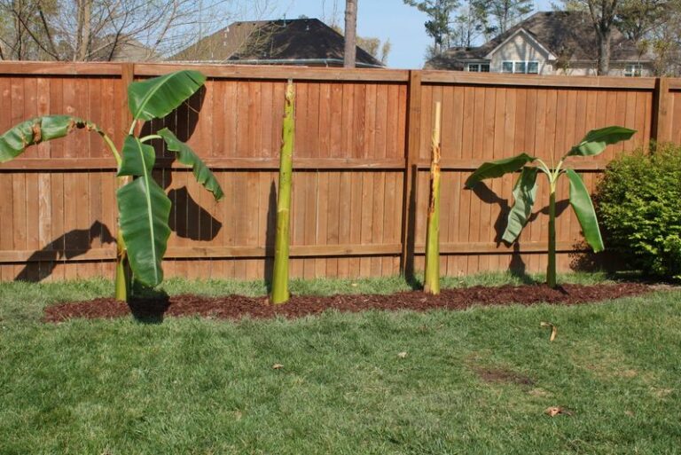 Can Banana Plants Screen a Florida Property Line? What Homeowners Should Know