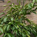 What Those Curled, Silver-Streaked Leaves on Your California Lemon Tree Are Really Telling You This Fall
