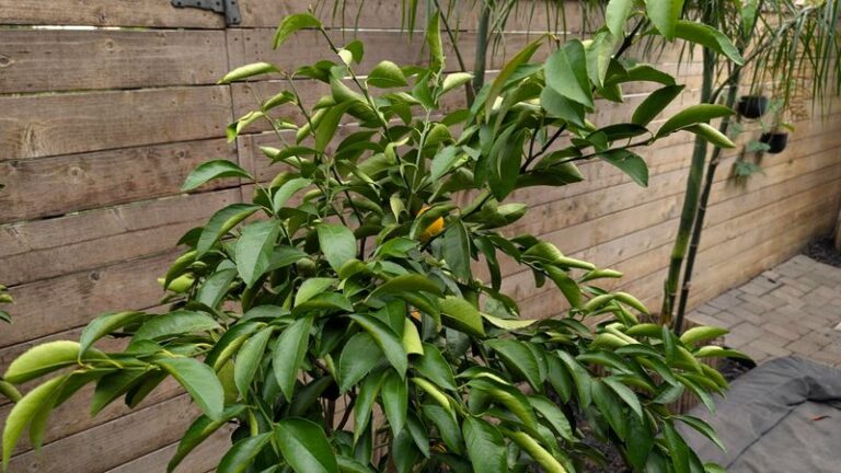 What Those Curled, Silver-Streaked Leaves on Your California Lemon Tree Are Really Telling You This Fall