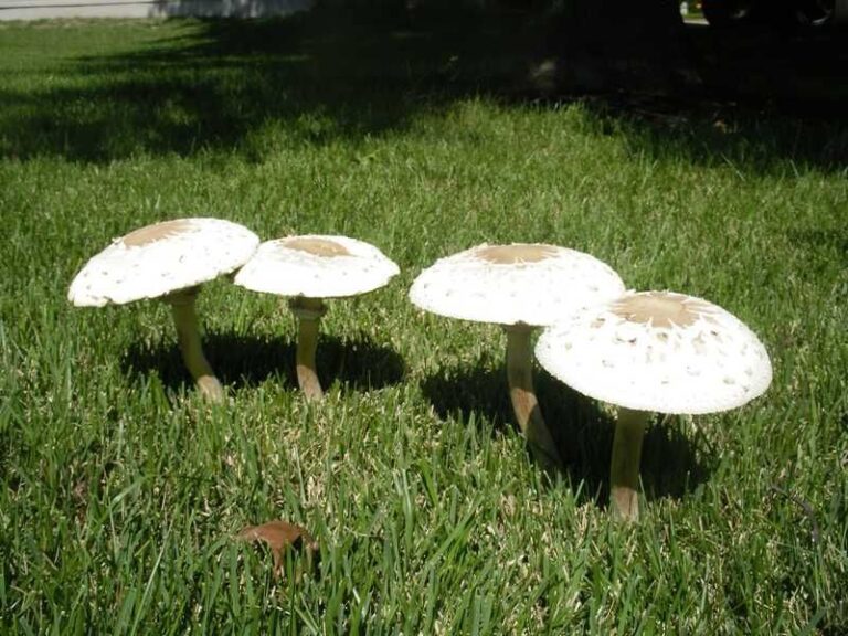 White Mushrooms Keep Popping Up in Your Lawn After Fall Rains, and Here’s What They Reveal About Your Soil