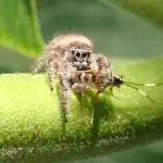 Leave the jumping spiders on your California patio alone, because they hunt the aphids on your potted plants