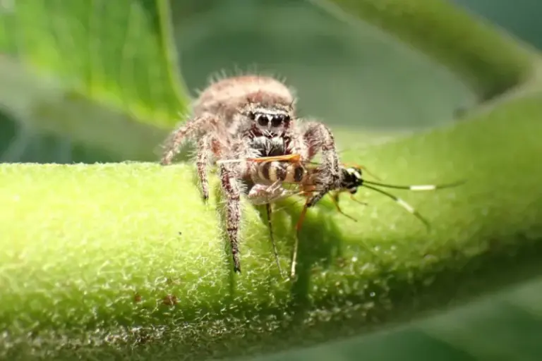 Leave the jumping spiders on your California patio alone, because they hunt the aphids on your potted plants