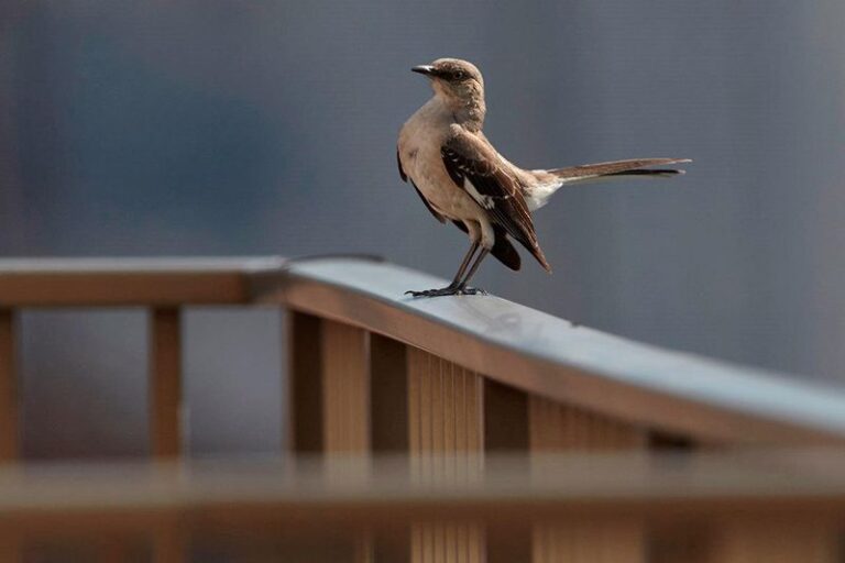 What It Really Means When a Mockingbird Claims Your Central Texas Yard This Fall
