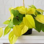 These 16 Common Houseplants Sitting on Your Windowsill Are Quietly Toxic to Kids and Pets