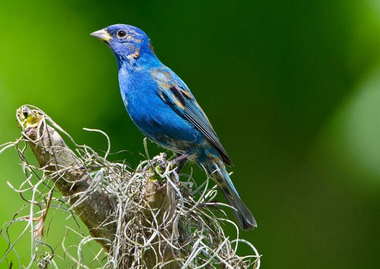 Indigo Buntings in Florida: Can a Clean Nyjer Feeder Offer Them Food This Winter?