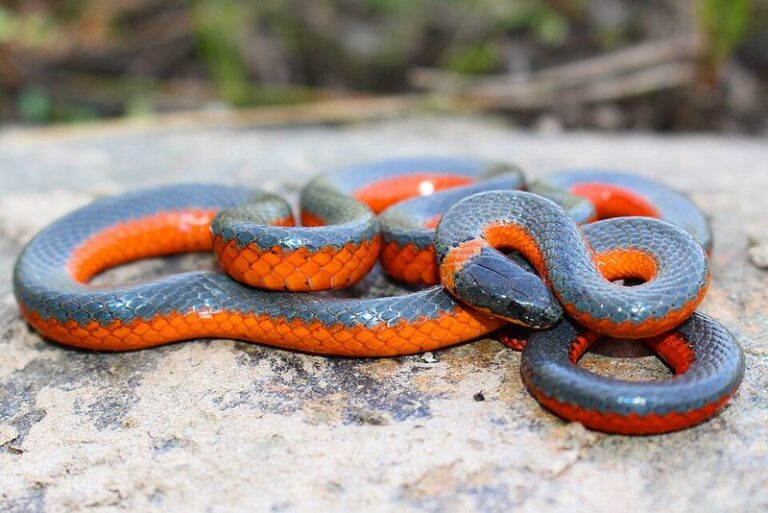 California Ring-Necked Snakes Eat the Slugs in Your Beds, but Homeowners Kill Them Thinking They’re Dangerous