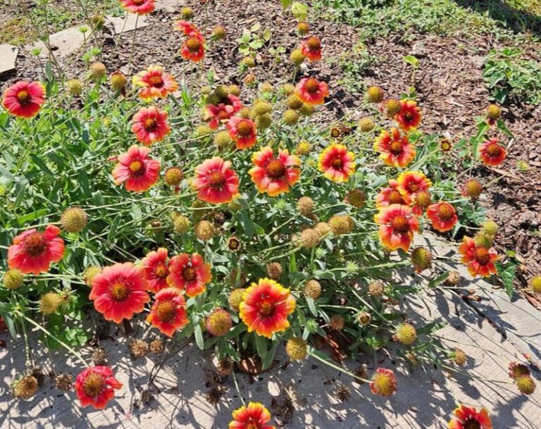 Blanketflower Can Reseed a Sunny Florida Bed Into a Recurring Display