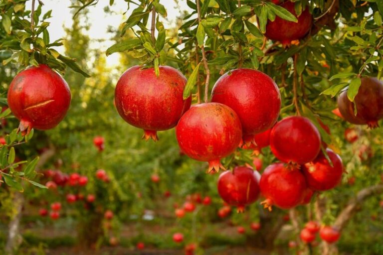 Why California Gardeners Are Planting Pomegranates Again for Fruit That Handles Inland Heat With Little Water