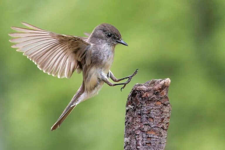 These Winter Birds Are Just Arriving in Florida Yards, and Here’s How to Make Them Stay