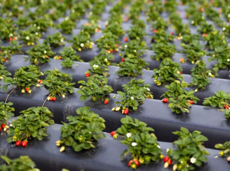 Florida Strawberry Planting Timing Varies by Region This Fall