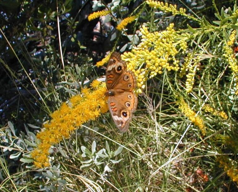 7 Florida Flowers That Bring Hoverflies In to Clean Up Aphids on Your Fall Vegetables