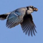 Blue Jays Burying Acorns in Your Central Texas Yard Are Doing More Than Hiding Snacks